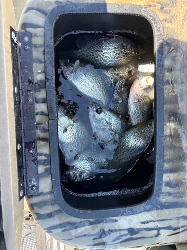 Customer photo review of Boat Flip Blue
