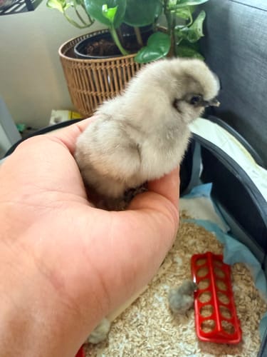 Customer photo review of Silkie Chick "Show Quality" "Assorted Colors" (Unsexed)