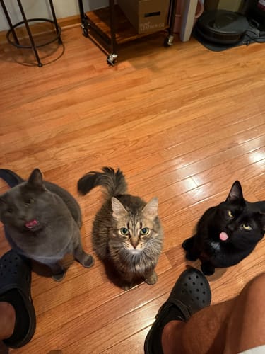 Customer photo review of 5x Blisso Advanced Cat Probiotic (Buy 2 Get 3 Free)