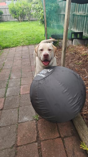 Customer photo review of Outback Herder -