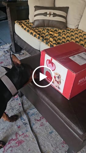 Customer video review of Smoked Beef Marrow Bone