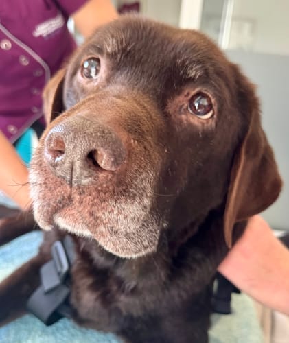 Customer photo review of Shampoing Sans Rinçage - Apaisant pour chien 🏔️