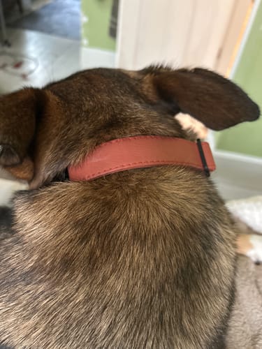 Customer photo review of Terracotta Collar - Recycled Ripstop