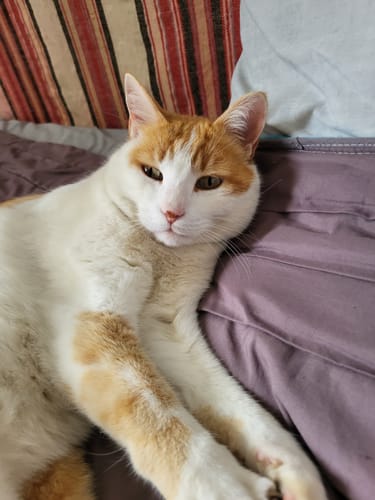 Le chat roux et blanc d'un client, qui apprécie les croquettes au poulet, se repose sur un lit.