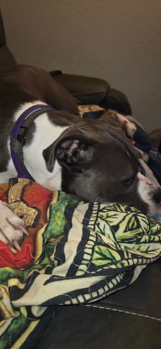 Customer's calm dog sleeping on a couch while wearing the purple PawLax Collar.