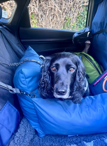 Customer photo review of The Dog Dock V2 New & Improved with ISO Fix