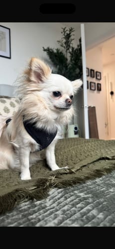Customer photo review of Midnight┃Bouclé Adjustable Harness