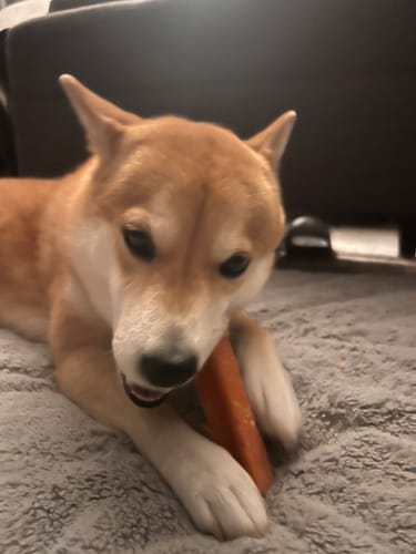 Close-up of a customer's dog lying on a gray blanket, chewing on a Strawberry Yak Chew.
