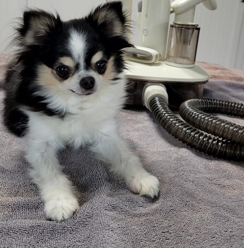 Customer photo review of Wireless Vacuum For Pet