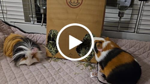 Customer video review of GuineaDad Timothy Hay Box for Guinea Pigs