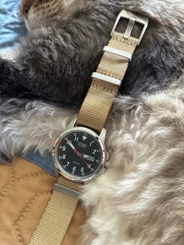 Reviewer's AlphaShark British Khaki strap on a Citizen watch, resting on a fluffy, gray cat.