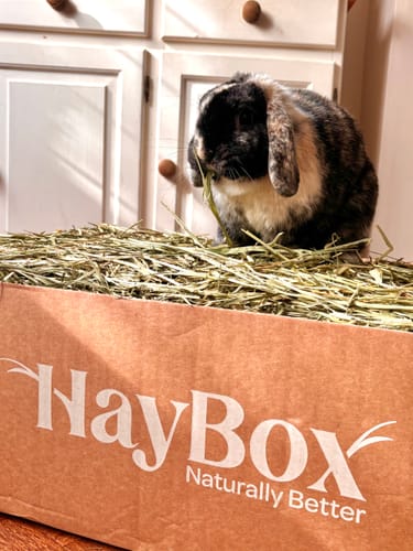 Customer's lop-eared rabbit eating green Timothy Hay from the branded HayBox.