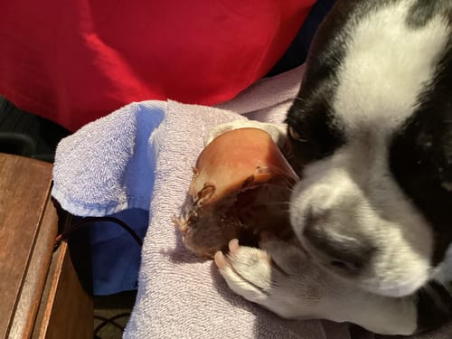 Close-up of a customer's dog holding a Smoked Beef Marrow Bone on a towel.