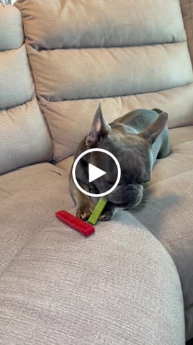 Customer video review of Long-Lasting Yak Chews — 6 Flavor Pack