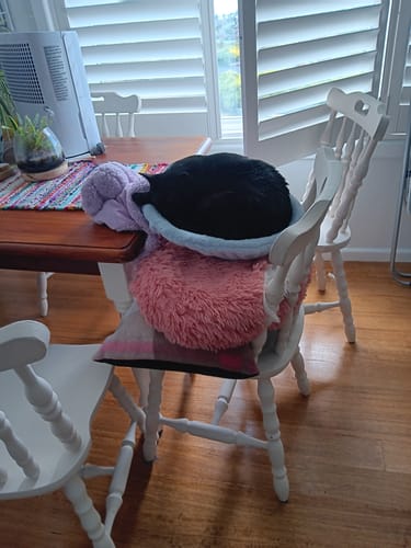 Reviewer's black cat sleeps in the Cat Bed Hammock, which is supported by a chair with pillows.