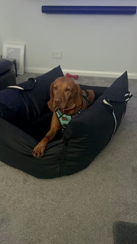 Customer photo review of The Dog Dock V2 New & Improved with ISO Fix