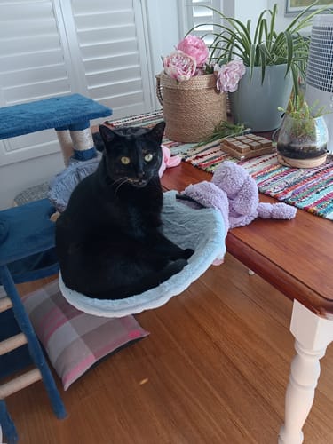 Customer's black cat sits in the gray Cat Bed Hammock attached to the edge of a wooden table.