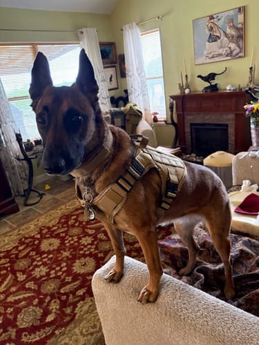 Customer's Belgian Malinois wearing the tan Team K9 Tactical Dog Harness while posing on a sofa in a living room.