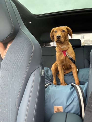 Customer photo review of The Dog Dock V2 New & Improved with ISO Fix