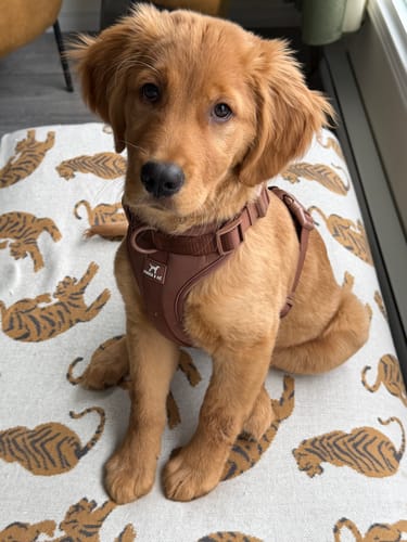 Customer photo review of Solace Adjustable Dog Harness