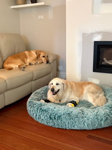 Customer's golden retriever resting in a fluffy teal Calming Pet Bed in a living room.