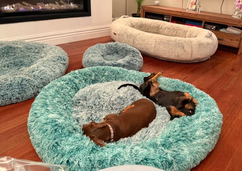Customer's two dachshunds relaxing in a large, fluffy teal Calming Pet Bed on a wooden floor.