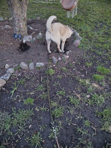 Customer photo review of Training Double Ended Dog Lead | 2m Length - Khaki