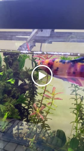 Customer video review of King Giant Plakat Male Betta Fish | You Pick Fish | High Grade