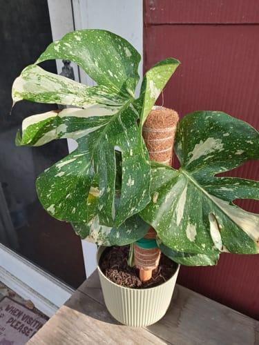 Customer photo review of Monstera Thai Constellation