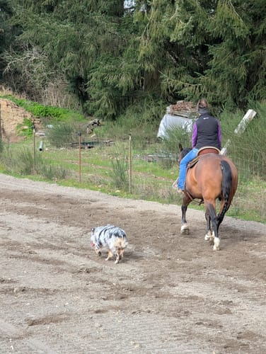 Customer photo review of OptiWize Collagen +Plus Horse Joint Supplement