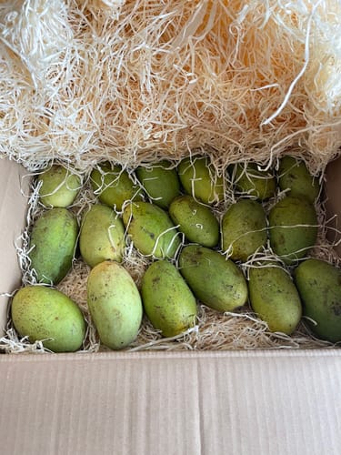 Kunde zeigt die grünen Bio-Mangos Emeraude im Versandkarton mit Holzwolle.