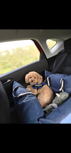 Customer photo review of The Dog Dock V2 New & Improved with ISO Fix