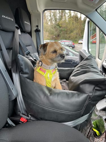 Customer photo review of The Dog Dock