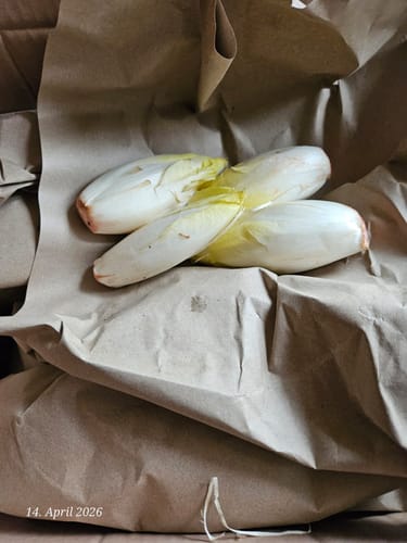 Rezensent zeigt drei frische Bio-Chicorée-Köpfe, die auf braunem Packpapier liegen.