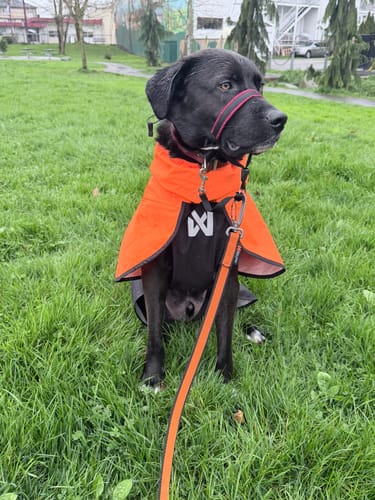 Customer's dog sits on grass wearing the bright orange Non-Stop Dogwear Fjord Raincoat 2.0, seen from the front.