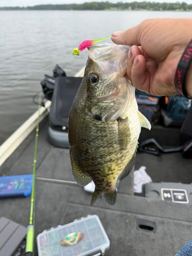 Customer photo review of Fire Tiger