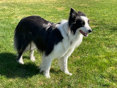 Customer's fluffy border collie standing on grass wearing the black Non-Stop Dogwear Line Harness 5.0, partially visible in its fur.