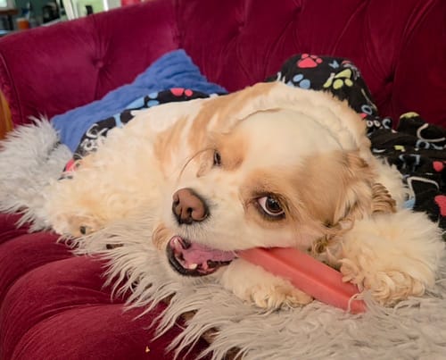 Customer's happy dog lying on a red couch while chewing a pink Long-Lasting Yak Chew.