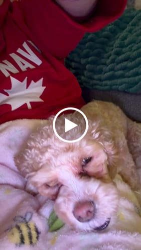 Customer video review of Pumpkin Yak Chews