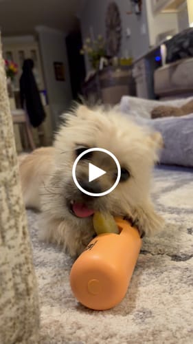 Customer video review of Long-Lasting Yak Chews — 6 Flavor Pack