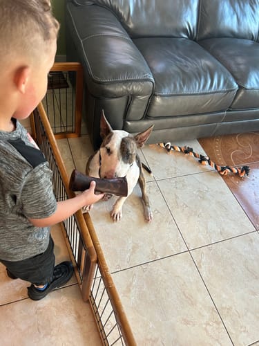 A customer's child offers a large Smoked Beef Marrow Bone to their Bull Terrier dog in a living room.