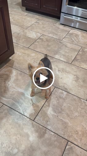 Customer video review of Tucker's Gold 1000MG
