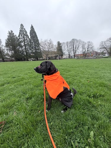 Customer's dog sitting in a field, attached to the orange Non-Stop Dogwear Bungee Leash.