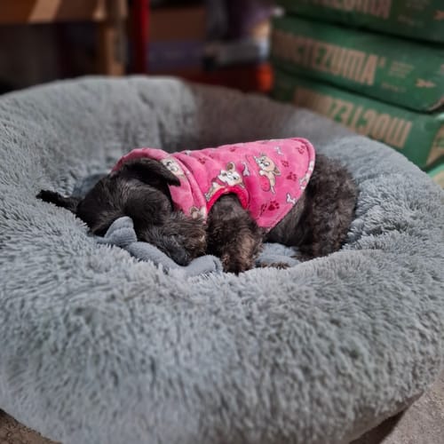 La perrita de una clienta, con un suéter rosa, duerme acurrucada en la suave Cama Antiestrés gris.