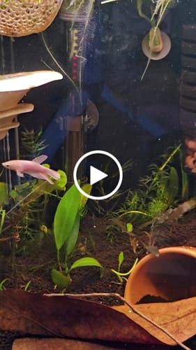 Customer video review of Female Betta Fish Dumbo White Halfmoon