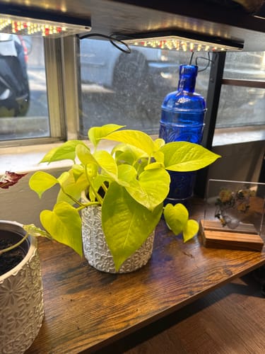 Reviewer's vibrant houseplant on a shelf, which they are treating with the Houseplant Pest Spray.