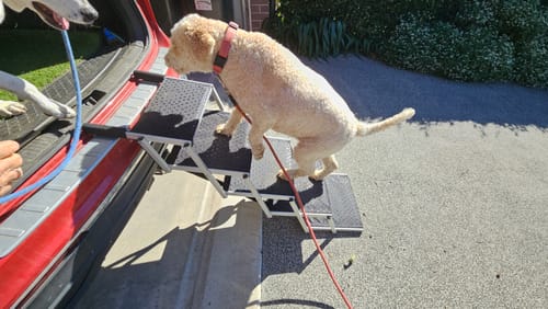 Reviewer's dog climbing the black Foldable Aluminum Pet Steps to get into the trunk of a red car.