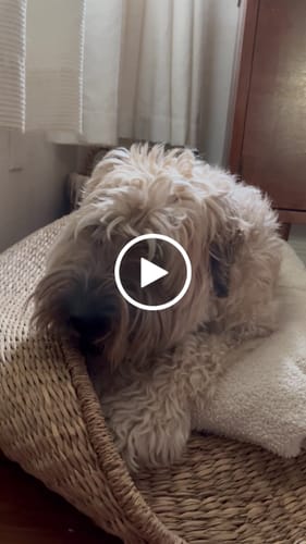 Customer video review of Himalayan Yak Chew (LARGE)