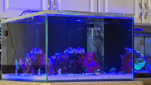 Customer photo review of Fiji Cube CLEAR Series 48 Gallon Rimless Aquarium (Clear Silicone) - CL-48