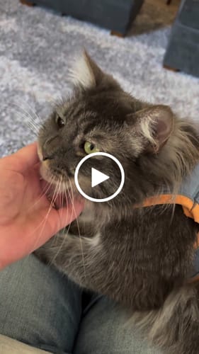 Customer video review of Escape-Proof Cat Harness + Leash